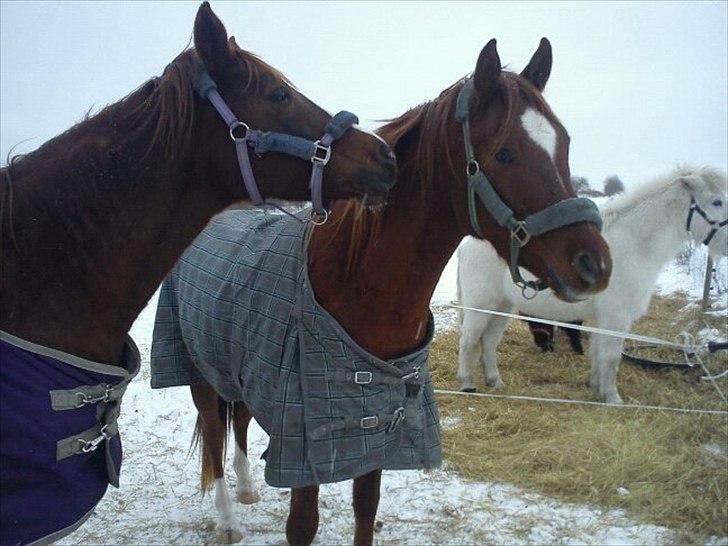 Arabisk fuldblod (OX) Mudafir ox - Bahia Bint Abhat og Mudafir - Vinter 2010-2011 billede 10