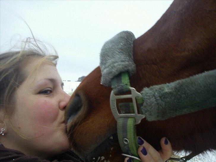 Arabisk fuldblod (OX) Mudafir ox - Linda og Mudafir - Vinter 2010-2011 billede 11