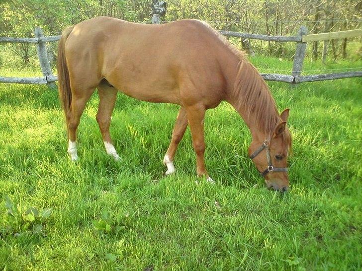 Arabisk fuldblod (OX) Mudafir ox - Mudafir - Sommer 2010 billede 12