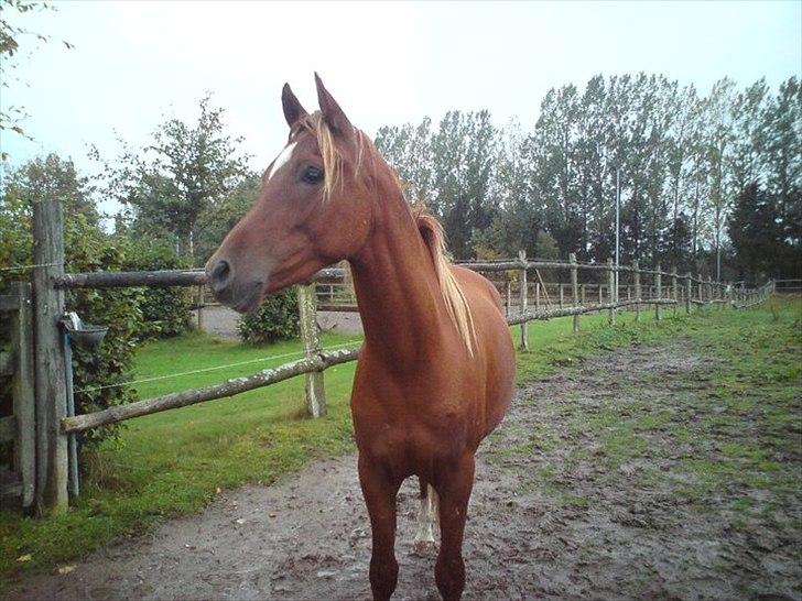 Arabisk fuldblod (OX) Mudafir ox - Mudafir - 2010 billede 13