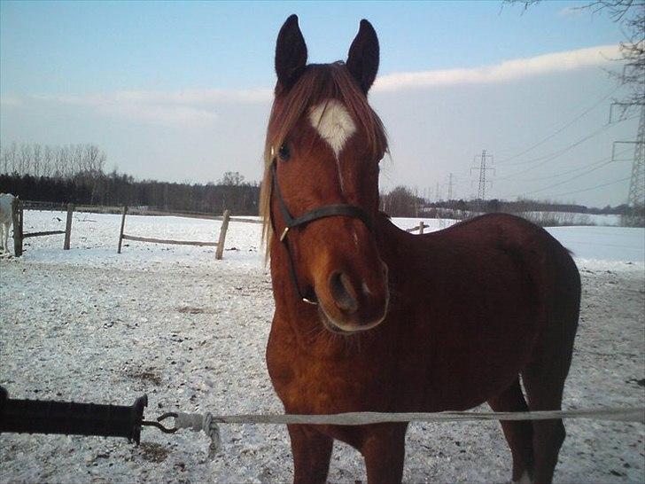 Arabisk fuldblod (OX) Mudafir ox - Mudafir - 2010 billede 14