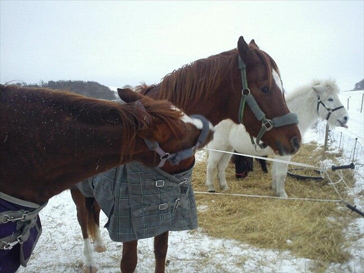 Arabisk fuldblod (OX) Bahia bint abhat ox - Bahia Bint Abhat og Mudafir - Vinter 2010-2011 billede 10