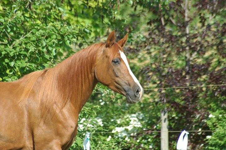 Arabisk fuldblod (OX) Bahia bint abhat ox - Bahia Bint Abhat - 2006 - Foto: Betina Nielsen billede 2