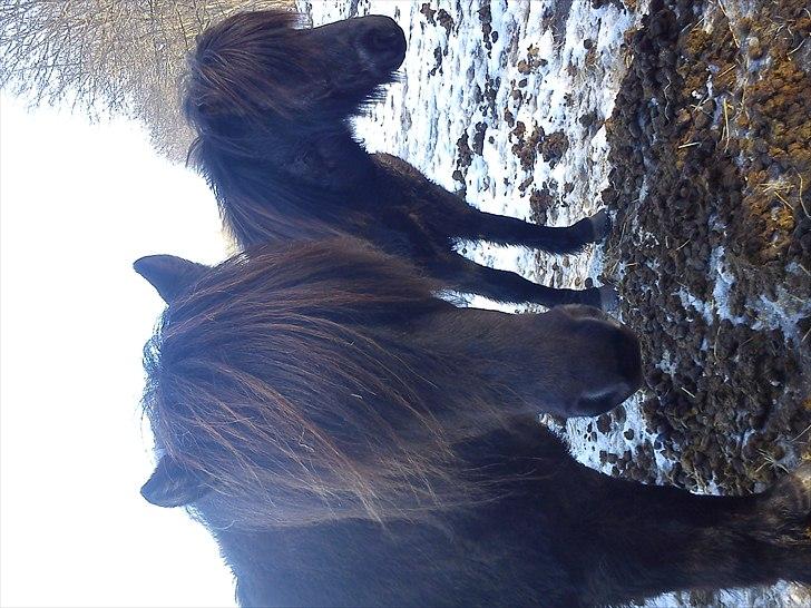 Islænder Pia fra fristup billede 6