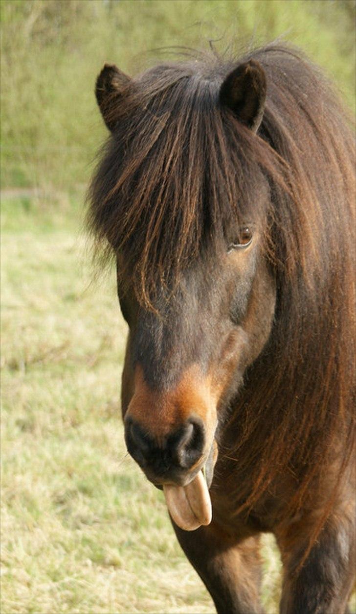 Islænder Mani fra Højmarken billede 1