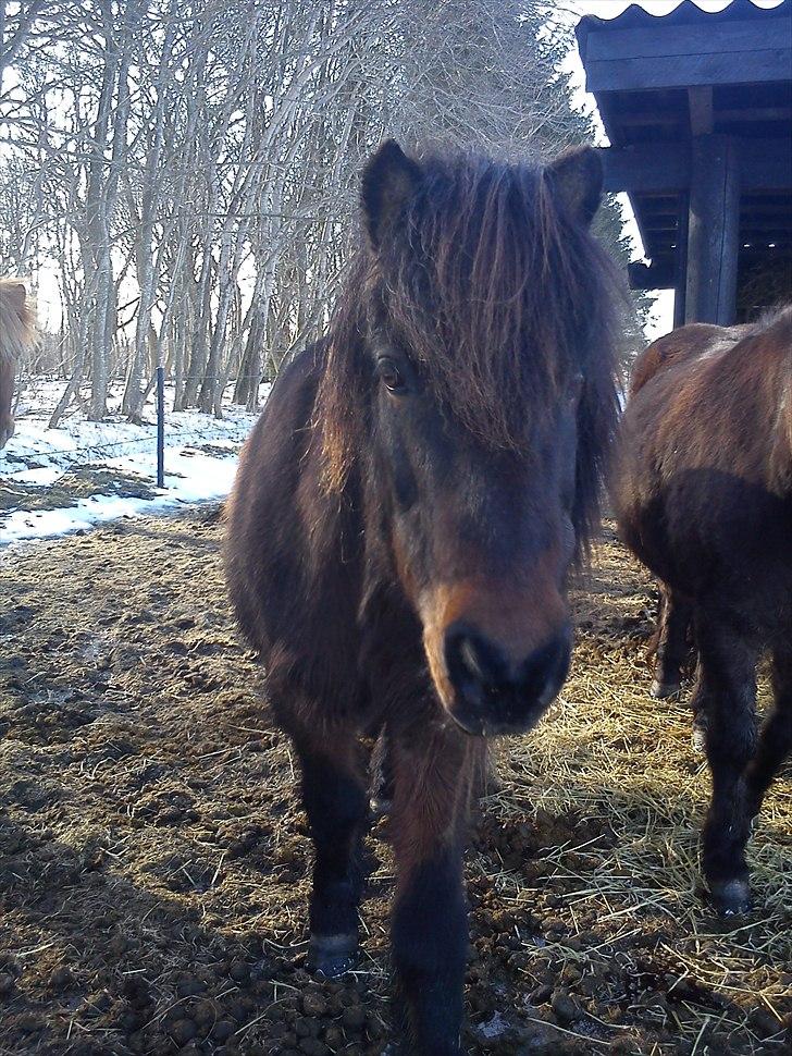 Islænder Mani fra Højmarken billede 3
