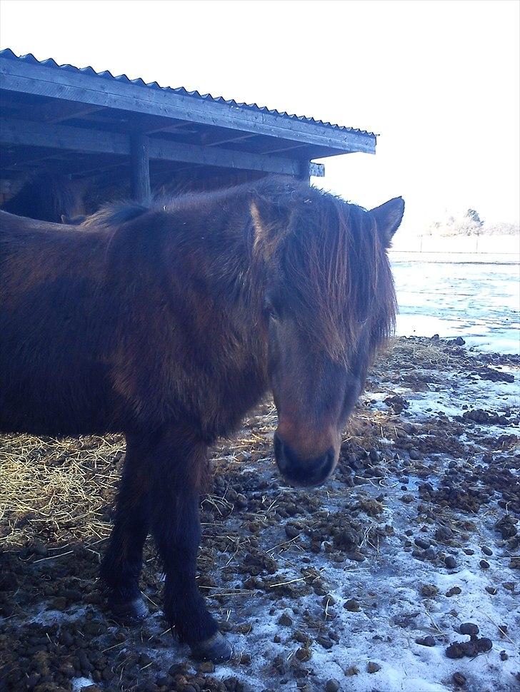 Islænder Mani fra Højmarken billede 4