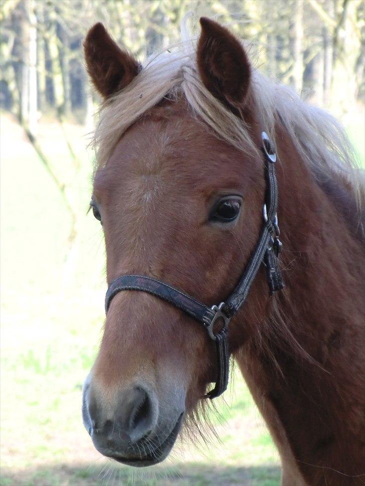 New Forest elmerhøjs hero billede 1