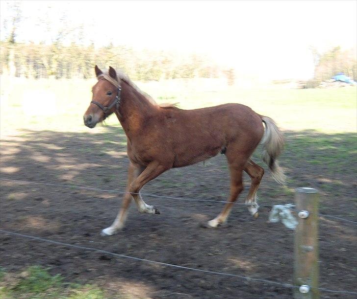 New Forest elmerhøjs hero billede 2