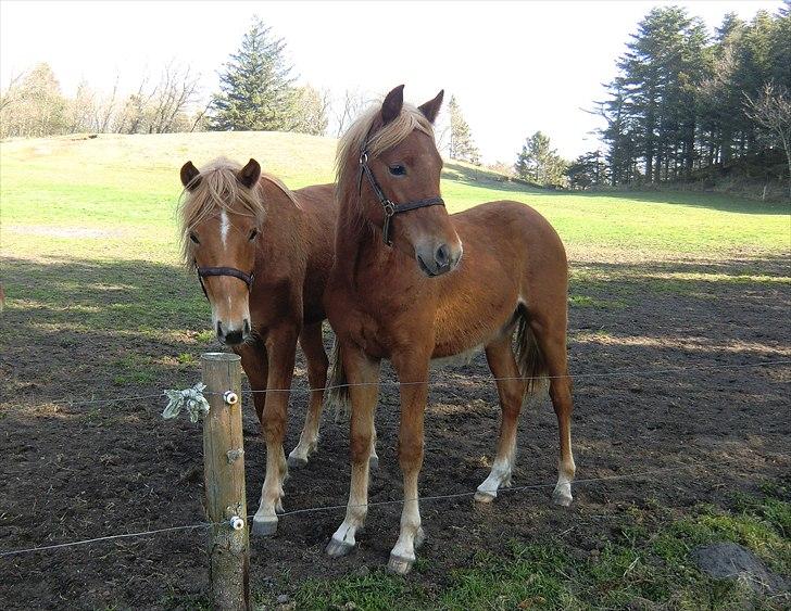 New Forest elmerhøjs hero billede 3