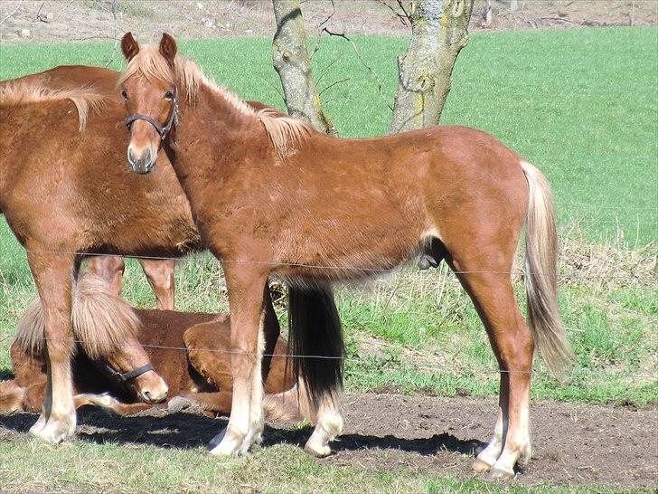 New Forest elmerhøjs hero billede 4