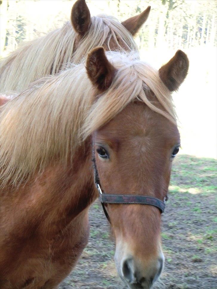 New Forest elmerhøjs hero billede 5