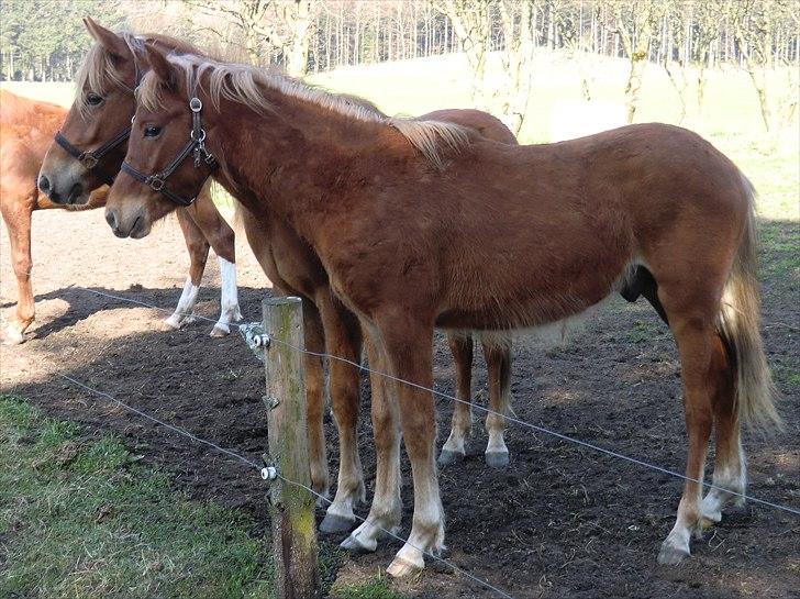 New Forest elmerhøjs hero billede 6