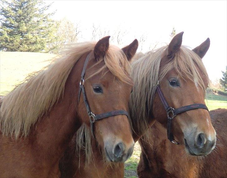 New Forest elmerhøjs hero billede 7