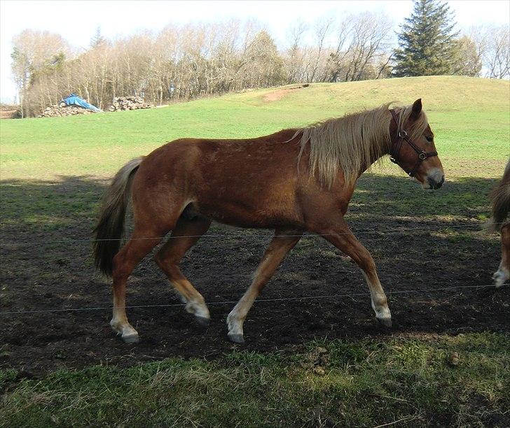 New Forest elmehøjs pegasus billede 1