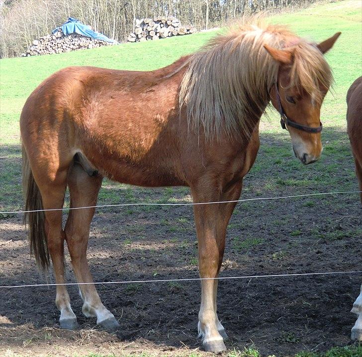 New Forest elmehøjs pegasus billede 2