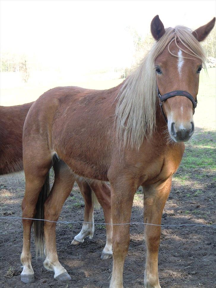 New Forest elmehøjs pegasus billede 3