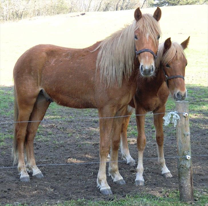 New Forest elmehøjs pegasus billede 4