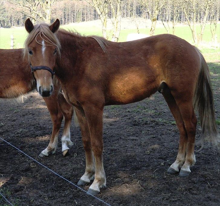 New Forest elmehøjs pegasus billede 5