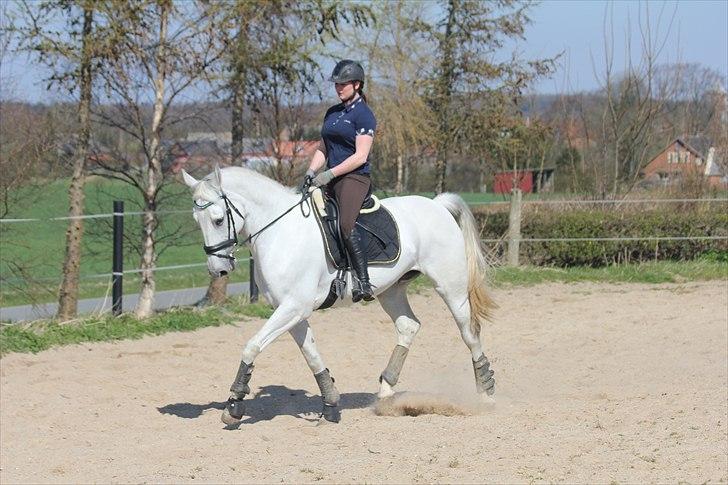 Anden særlig race Tibbury - Lidt dressur i påskeferien :) billede 8