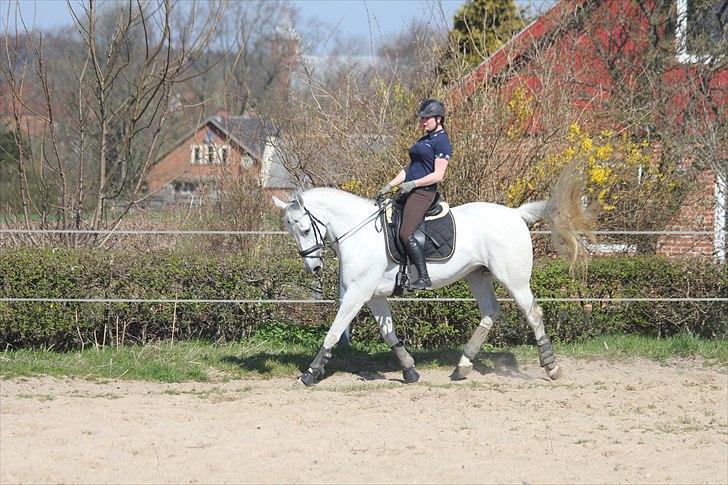 Anden særlig race Tibbury - Lidt dressur i påskeferien :) billede 9