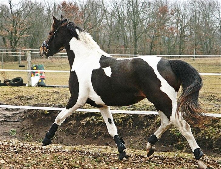 Pinto Siegaard´s yasmin solgt billede 2