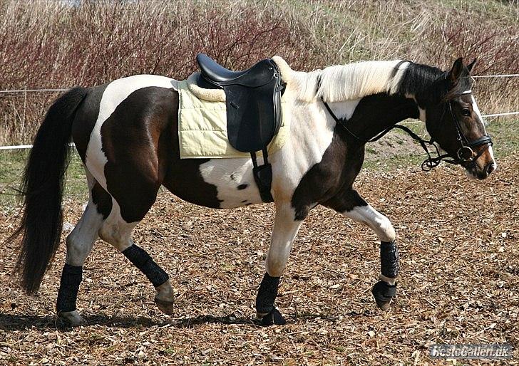 Pinto Siegaard´s yasmin solgt billede 4