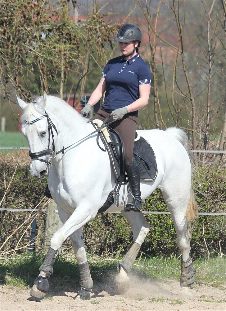 Anden særlig race Tibbury - Lidt dressur i påskeferien :) billede 10