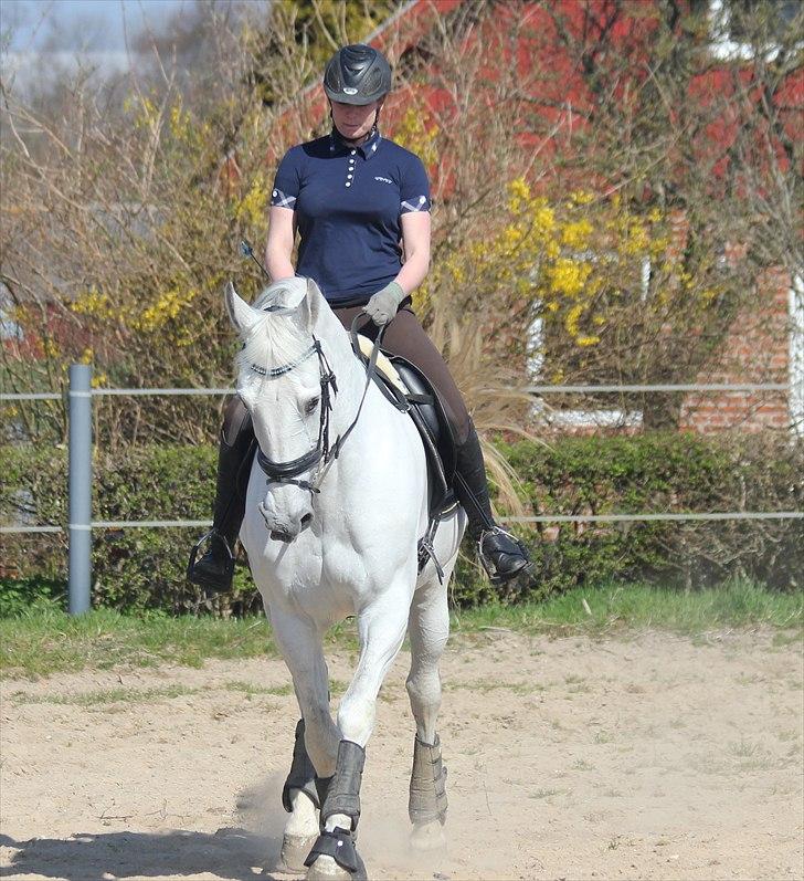 Anden særlig race Tibbury - Lidt dressur i påskeferien :) billede 11