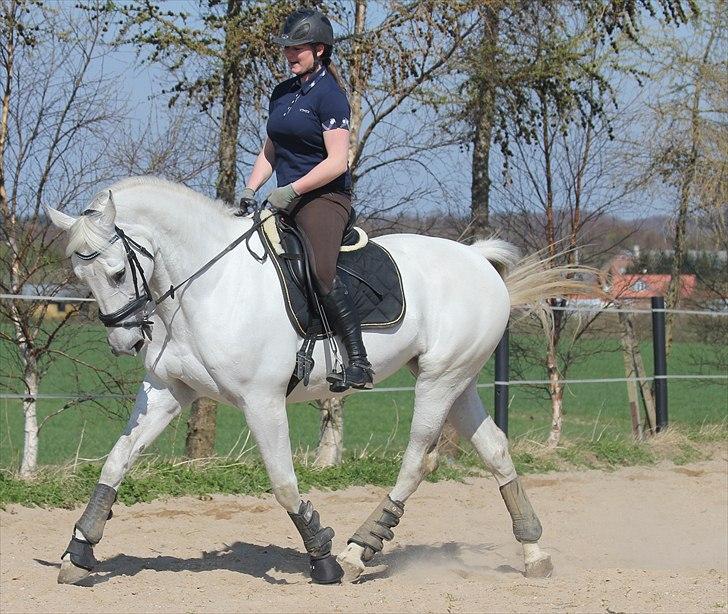 Anden særlig race Tibbury - Lidt dressur i påskeferien :) billede 12