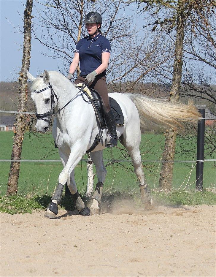 Anden særlig race Tibbury - Lidt dressur i påskeferien :) billede 13