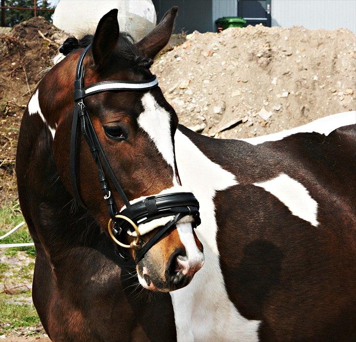 Pinto Siegaard´s yasmin solgt billede 15