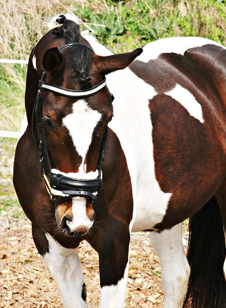 Pinto Siegaard´s yasmin solgt billede 16