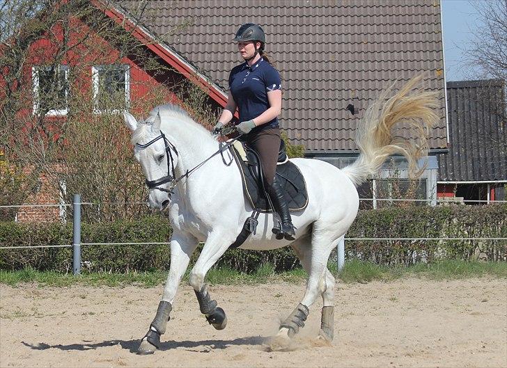 Anden særlig race Tibbury - Lidt dressur i påskeferien :) billede 14