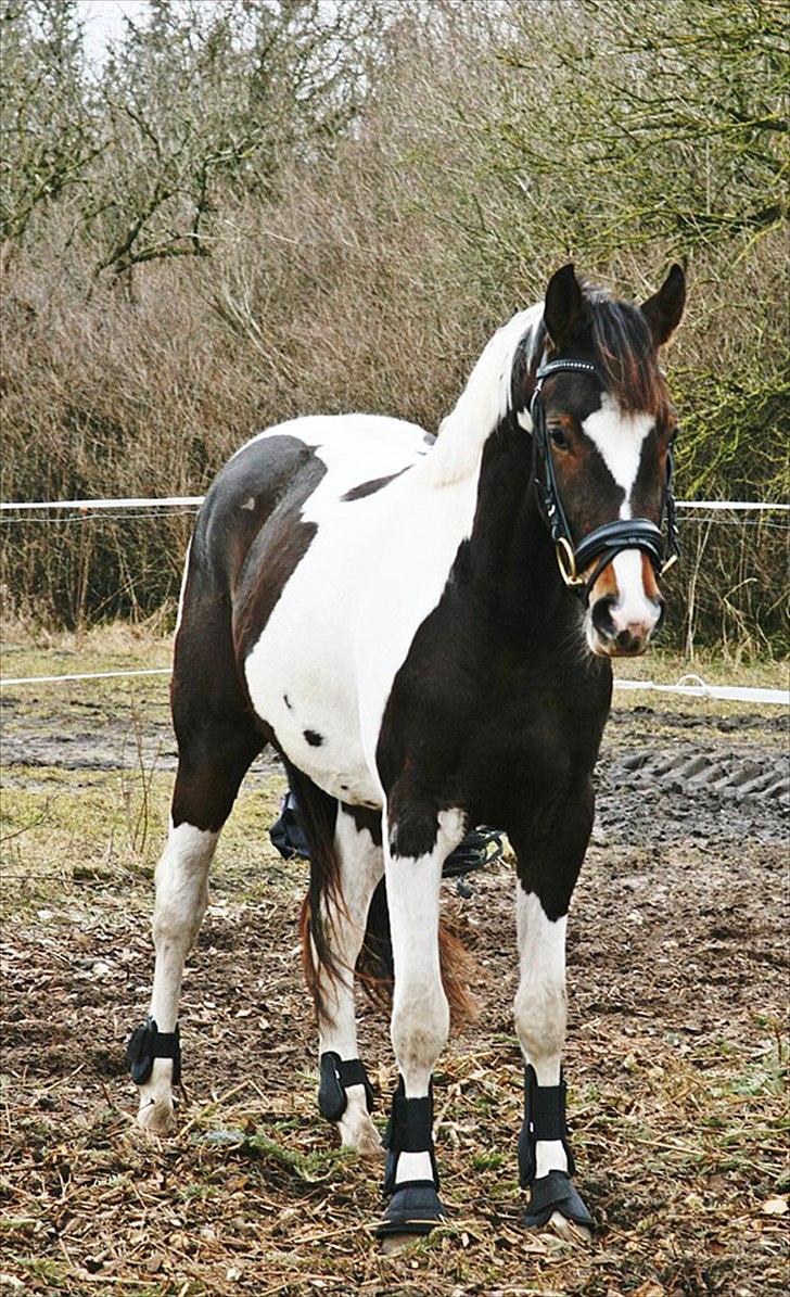 Pinto Siegaard´s yasmin solgt billede 17