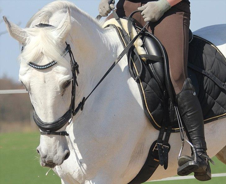 Anden særlig race Tibbury - Jeg elsker dig min stjerne <3 billede 15