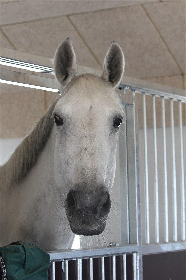 Anden særlig race Tibbury - Hey, se hvor sød hun kan se ud ;) billede 16