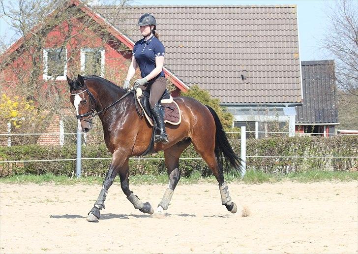 Anden særlig race Conan - Dressur i påskeferien :) billede 7