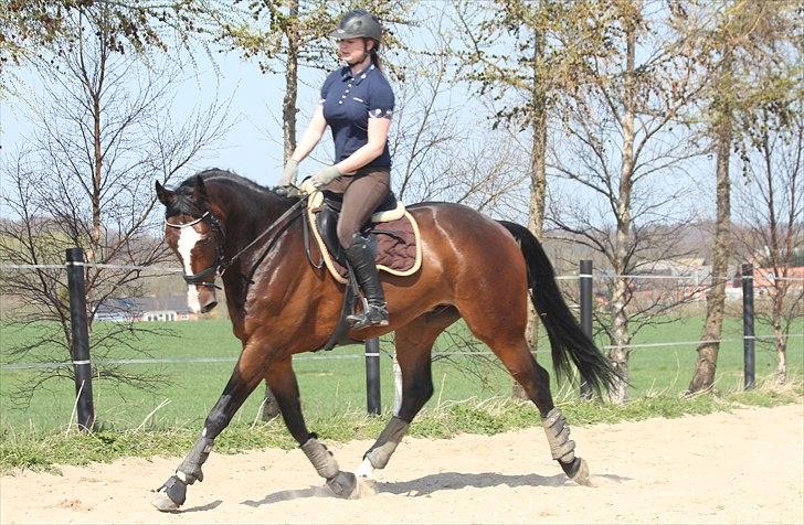 Anden særlig race Conan - Dressur i påskeferien :) billede 8