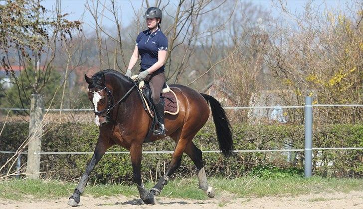 Anden særlig race Conan - Dressur i påskeferien :) billede 9