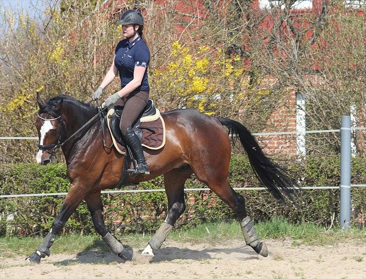 Anden særlig race Conan - Dressur i påskeferien :) billede 10