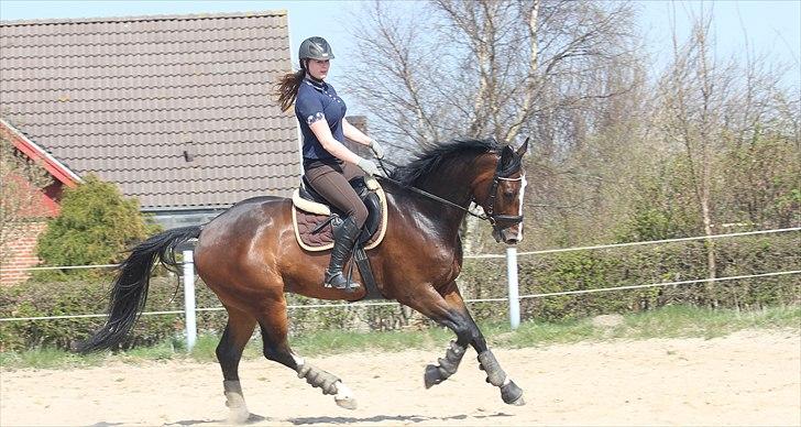 Anden særlig race Conan - Dressur i påskeferien :) billede 12