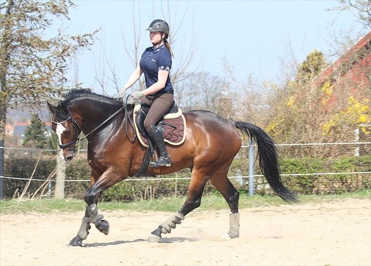 Anden særlig race Conan - Dressur i påskeferien :) billede 13