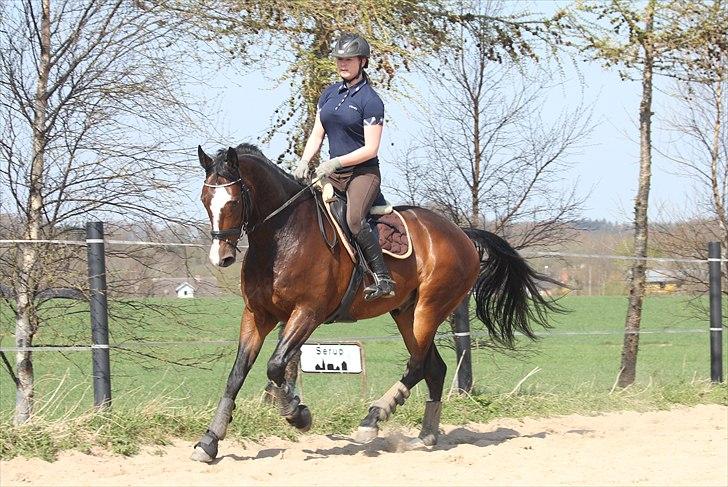 Anden særlig race Conan - Dressur i påskeferien :) billede 14
