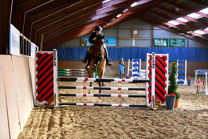 Dansk Varmblod Future Latino (Tino) billede 3