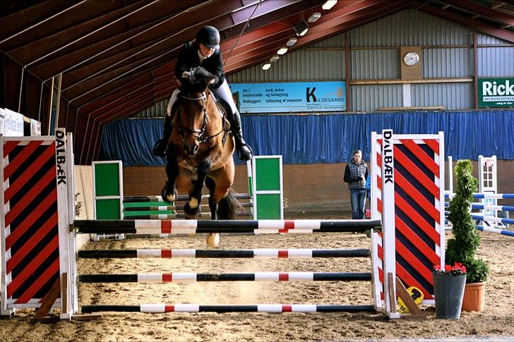 Dansk Varmblod Future Latino (Tino) billede 4