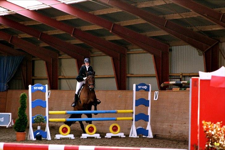 Dansk Varmblod Future Latino (Tino) billede 5