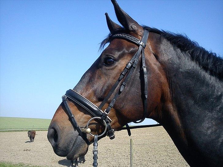 Dansk Varmblod Intakt - Vi venter på undervisning d. 19/4-11 billede 1