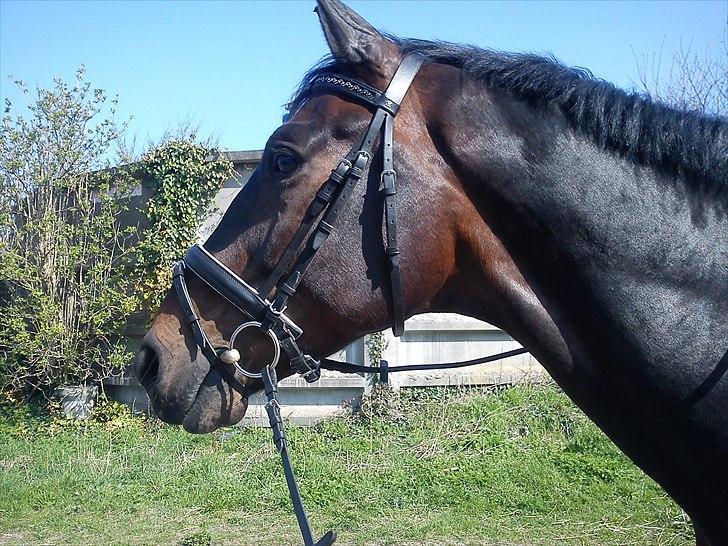 Dansk Varmblod Intakt billede 2