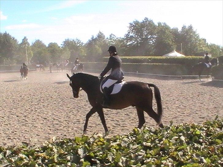 Dansk Varmblod Intakt - opvarmning til 4 års championat i Vallensbæk billede 3